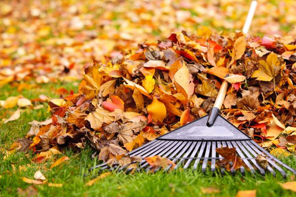 Cost of Leaves Removal in Tampa