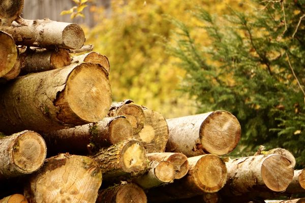 Cost of Wood Pile Removal in Tampa