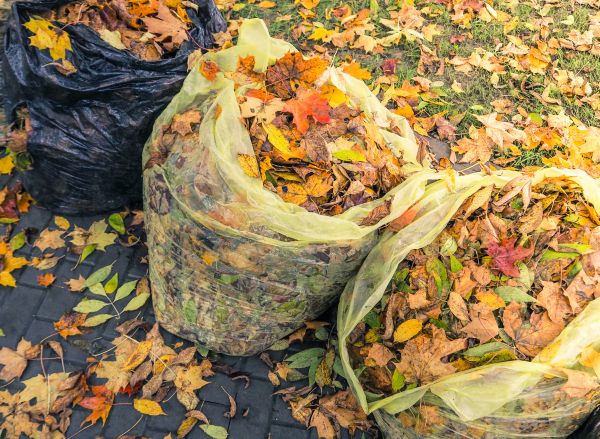 Cost of Yard Cleanup Service in Tampa