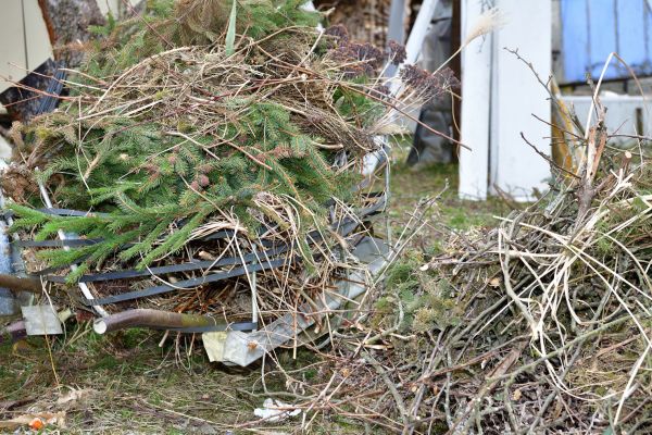 Cost of Yard Debris Removal in Tampa