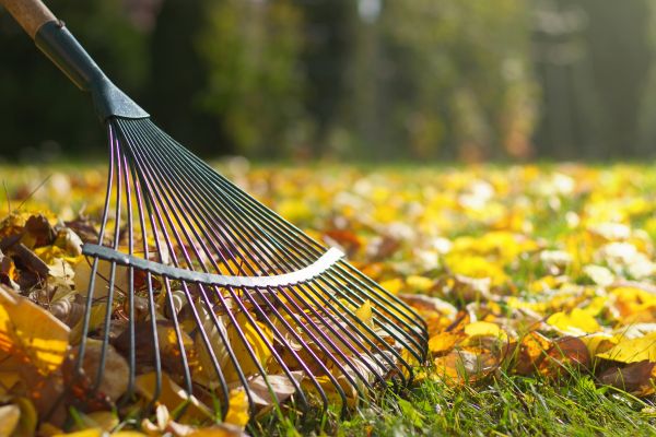 Cost of Leaf Raking Service in Tampa