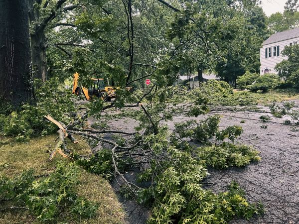 Cost of Tree Branch Disposal in Tampa