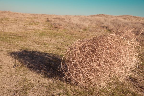 Cost of Tumbleweed Removal in Tampa