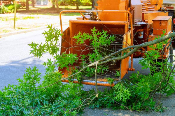Cost of Tree Branches Removal in Tampa