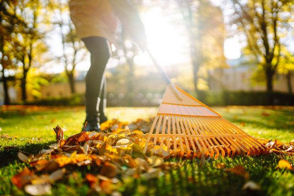 Cost of Leaves Raking in Tampa