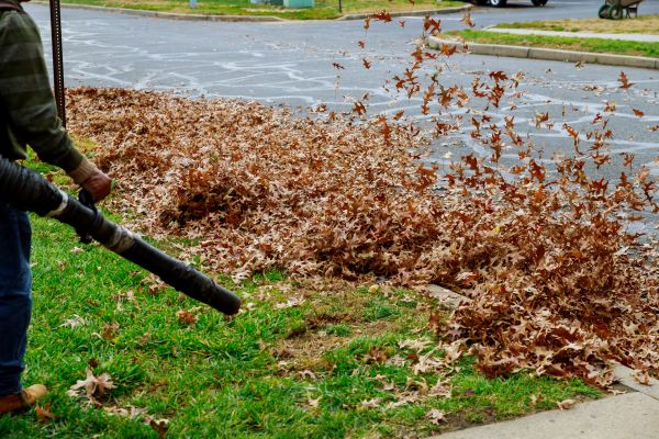 Cost of Garden Leaf Removal in Tampa