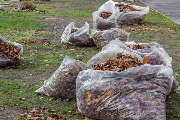 Cost of Leaf Pile Disposal in Tampa